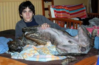 Greyhound confiant, offrant son ventre à la caresse